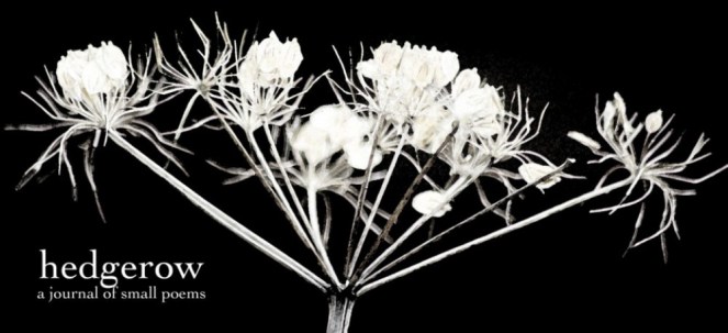 cropped-cropped-cropped-hedgerow-header-3-img_0366_edited-1